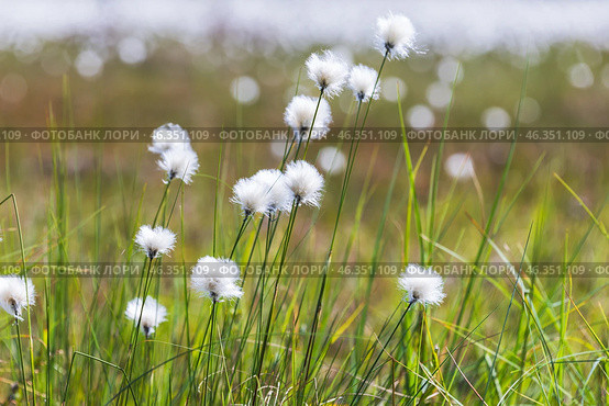 Whity fluffy flowers on a sunny day. Macro photo of Eriophorum vaginatum. Стоковое фото, фотограф EugeneSergeev / Фотобанк Лори
