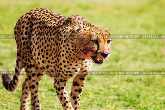 Wild African cheetah after hunting and feasting. Стоковое фото, фотограф Сергей Новиков / Фотобанк Лори