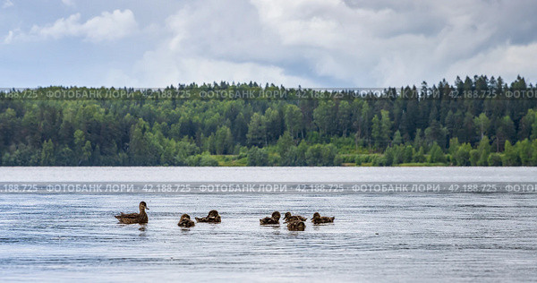 Wild duck with ducklings swim on a forest lake. Cloudy weather. It's starting to rain. Стоковое фото, фотограф Андрей Степанов / Фотобанк Лори