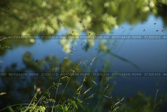 Wild grass on the lake. Evening. Mosquitos fly over the grass. Blurred background. (2020 год). Редакционное фото, фотограф Ирина Вершинская / Фотобанк Лори