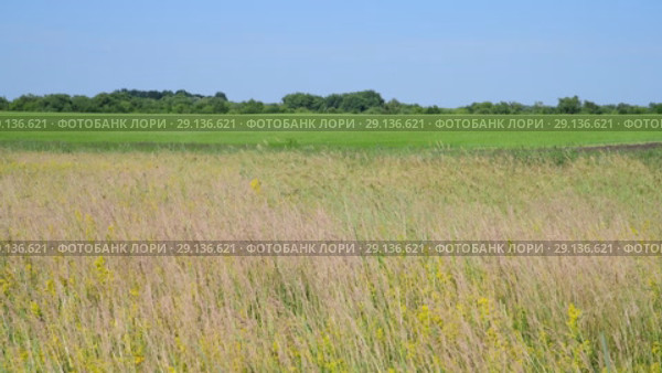 wild Russian meadow in June. Стоковое видео, видеограф Володина Ольга / Фотобанк Лори