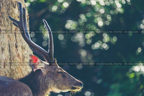 Wild sambar deer, wildlife in Khao Yai National Park Thailand, vintage filter image. Стоковое фото, агентство Ingram Publishing / Фотобанк Лори