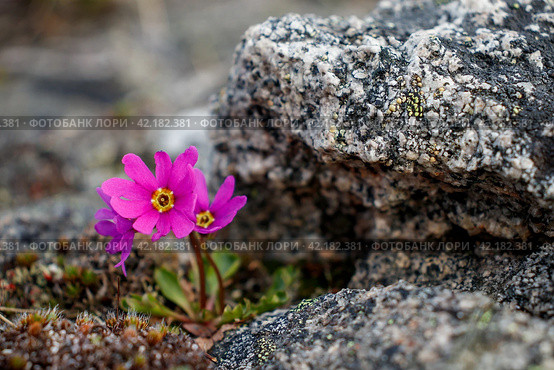 Wildflowers Primula cuneifolia (wedgeleaf primrose). Small flowers close up. Among the stones grow beautiful wild plants. Spring nature. Shallow depth of field. Blurred background. Closeup. Стоковое фото, фотограф Андрей Степанов / Фотобанк Лори