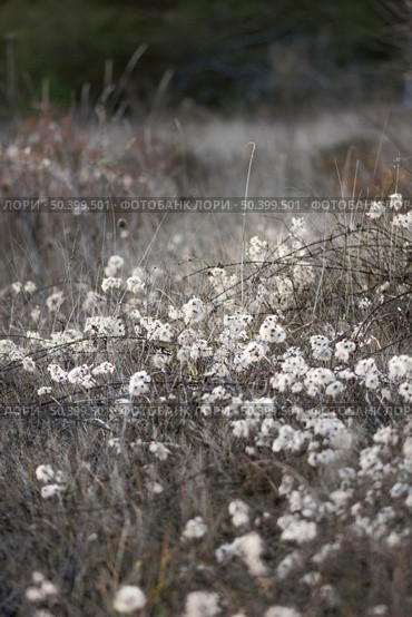 wildlife forest captured daylight. Стоковое фото, агентство Ingram Publishing / Фотобанк Лори