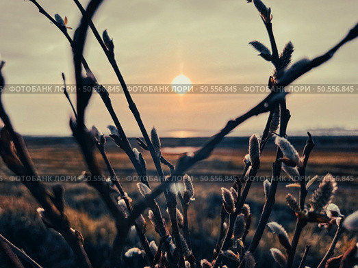Willow branches sprouting, lit from behind by the natural light of the sunset. Стоковое фото, агентство Ingram Publishing / Фотобанк Лори