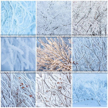 Winter backgrounds collection with trees and bushes covered with hoarfrost. Snow and rime ice on the branches. Plants covered with hoar frost. Cold snowy weather. Set of cool frosting textures. Стоковое фото, фотограф Андрей Степанов / Фотобанк Лори