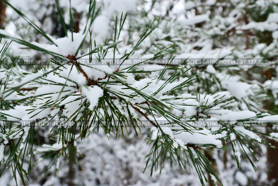 Winter landscape. Pine needles covered with snow, close-up. Стоковое фото, фотограф Сергей Трофименко / Фотобанк Лори