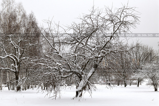 Winter landscape. Snow-covered apple trees in Mitino Landscape Park on a cloudy day. Moscow, Russia (2022 год). Стоковое фото, фотограф Валерия Попова / Фотобанк Лори