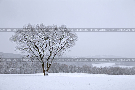 Winter tree. Стоковое фото, фотограф Herbert Esser / PantherMedia / Фотобанк Лори