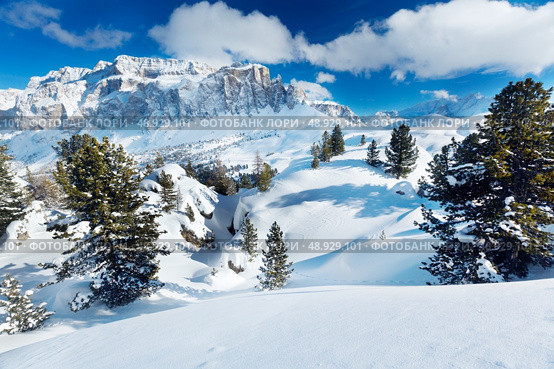 Winter trees in alp mountains. Стоковое фото, агентство Ingram Publishing / Фотобанк Лори