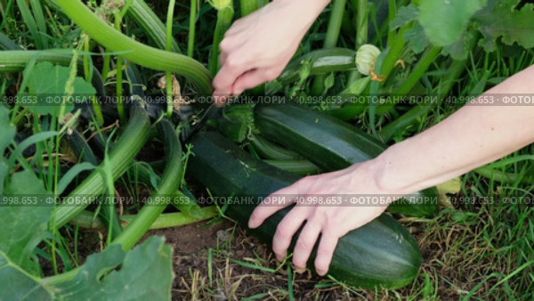 Woman cuts green ripe zucchini from the bush. Organic farming. Стоковое видео, видеограф Мария Зубарева / Фотобанк Лори