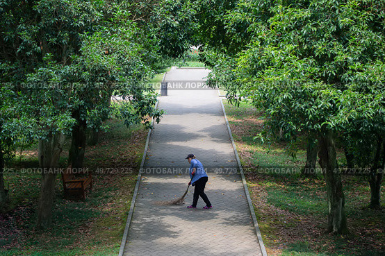 Woman janitor sweeps the footpath in the park. Стоковое фото, фотограф Лазаренко Светлана / Фотобанк Лори