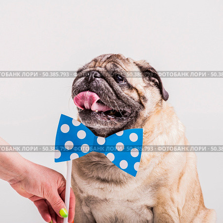 woman s hand holding bowtie prop near pug dog s neck. Стоковое фото, агентство Ingram Publishing / Фотобанк Лори