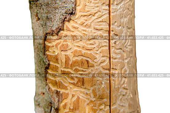 Wood worm corridors under a bark of pine tree, isolated on a white background. Imprint of the bark beetle under the bark of the tree. Стоковое фото, фотограф Андрей Журавлев / Фотобанк Лори
