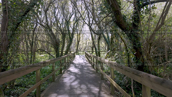 Wooden bridge walkway extends through the trees at Parque das Ribeiras, shadows falling across the planks under a bright sky, surrounded by lush greenery. Стоковое фото, агентство Ingram Publishing / Фотобанк Лори