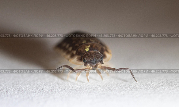 Woodlouse crawls forward, Oniscidea, Isopoda. Стоковое фото, фотограф Михаил Кочиев / Фотобанк Лори