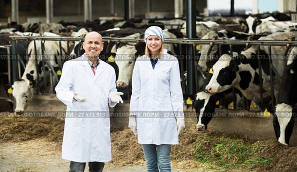 Workers taking care of cows. Стоковое фото, фотограф Яков Филимонов / Фотобанк Лори