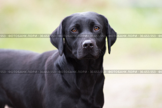 Working labrador, gundog, portrait. Стоковое фото, агентство Ingram Publishing / Фотобанк Лори