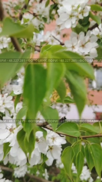 Яблоня в цвету. Стоковое видео, видеограф Людмила Чусовитина / Фотобанк Лори