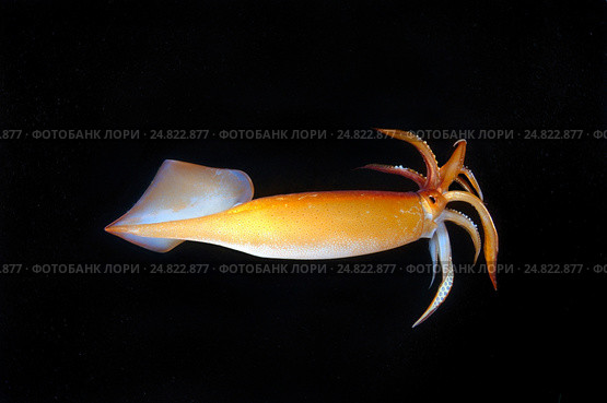 Японский летающий кальмар(Todarodes pacificus) Стоковое фото, фотограф Некрасов Андрей / Фотобанк Лори