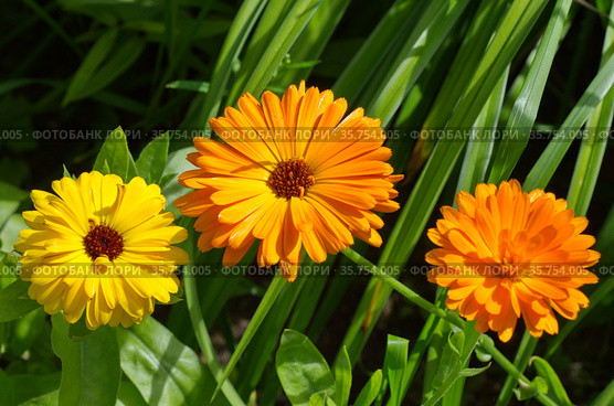 Яркая календула (лат. Calendula officinalis) цветет в саду. Стоковое фото, фотограф Елена Коромыслова / Фотобанк Лори