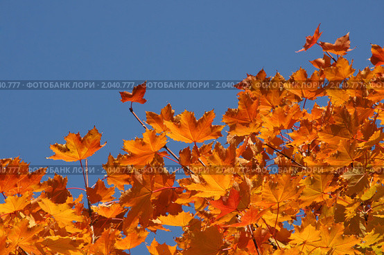Яркие кленовые осенние листья на фоне синего неба. Стоковое фото, фотограф Щеголева Ольга / Фотобанк Лори