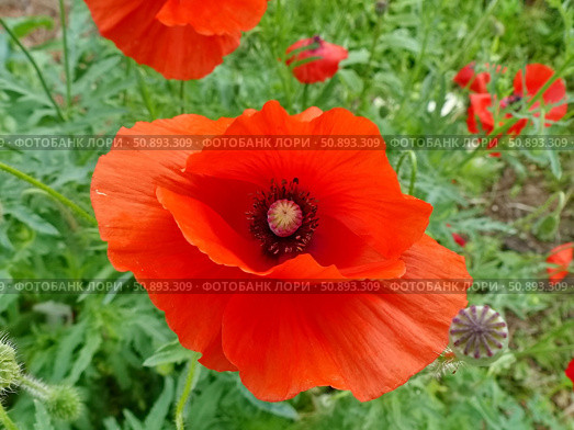 Яркий красный мак. Мак (лат. Papaver) — род травянистых растений семейства Маковые (Papaveraceae) Стоковое фото, фотограф Сергей Елизарьев / Фотобанк Лори