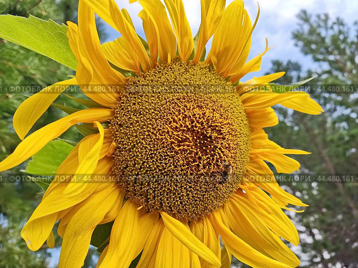 Яркий подсолнух. Подсолнечник (лат. Helianthus, «цветок солнца») происходит от греческих слов helios («солнце») и anthemon («цветок»). Стоковое фото, фотограф Сергей Елизарьев / Фотобанк Лори