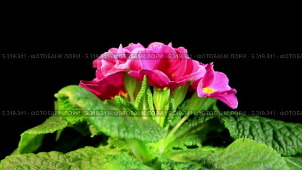 Ярко-розовая примула, таймлапс (Primula vulgaris) Стоковое видео, видеограф Артем Поваров / Фотобанк Лори