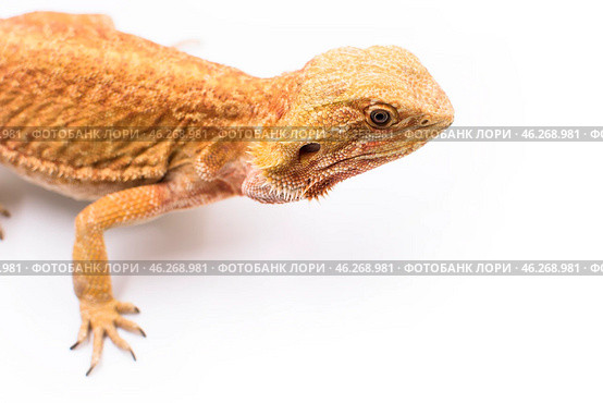 Ящерица бородатая агама самка морфы лезербэк рыжего цвета на белом фоне Lizard reptile bearded dragon female morph leatherback red color on white background. Стоковое фото, фотограф Алиса Сокол / Фотобанк Лори