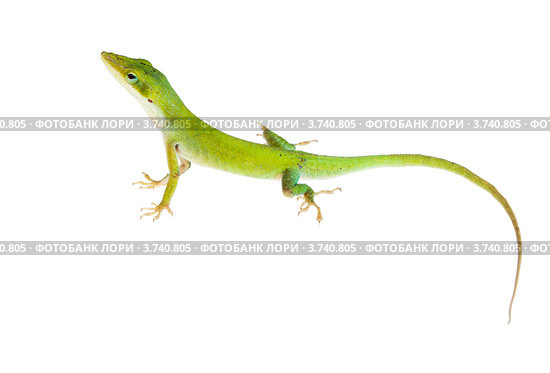 Ящерица. Каролинский или красногорлый анолис (Anolis carolinensis carolinensis) Стоковое фото, фотограф Ирина Кожемякина / Фотобанк Лори