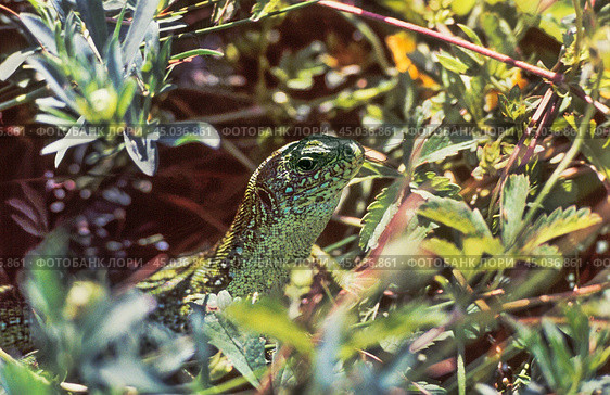 Ящерица прыткая - самец Lacerta agilis Linnaeus, 1758. Стоковое фото, фотограф Павел Просянов / Фотобанк Лори