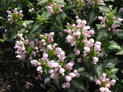 Яснотка пятнистая, или крапчатая (Lamium maculatum), сем. Губоцветные. Стоковое фото, фотограф Заноза-Ру / Фотобанк Лори