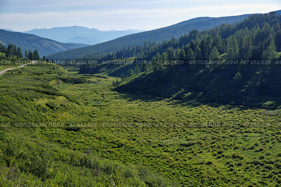 Yazula mountain pass road in Altai. The valley of a mountain stream with Dasiphora fruticosa bushes. Стоковое фото, фотограф Сергей Пристяжнюк (Serg Zastavkin) / Фотобанк Лори