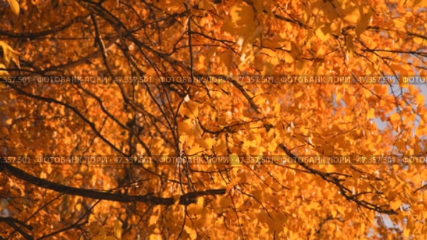 Yellow autumn birch leaves. Background of bright foliage in the wind. Seasonal weather. Picturesque nature in a birch grove. Стоковое видео, видеограф Дмитрий Кобзев / Фотобанк Лори
