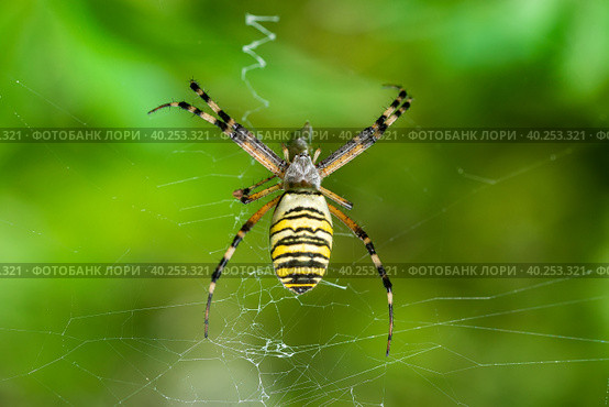 Yellow-black spider in her spiderweb - Argiope bruennichi. Стоковое фото, фотограф Корнеев Вячеслав / Фотобанк Лори