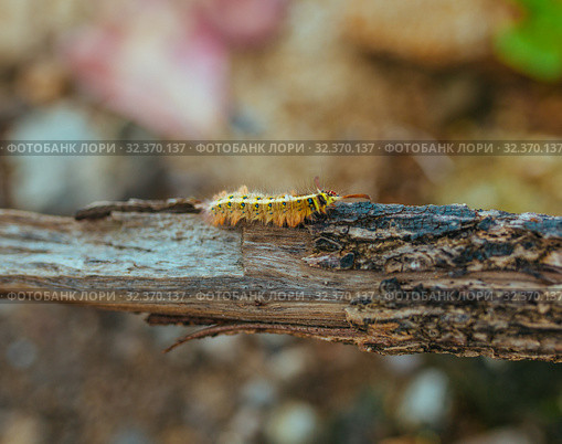 Yellow Caterpillar butterfly Myriapoda diplopoda arthropoda tracheata wild insect bug life. Стоковое фото, фотограф Aleksejs Bergmanis / Фотобанк Лори