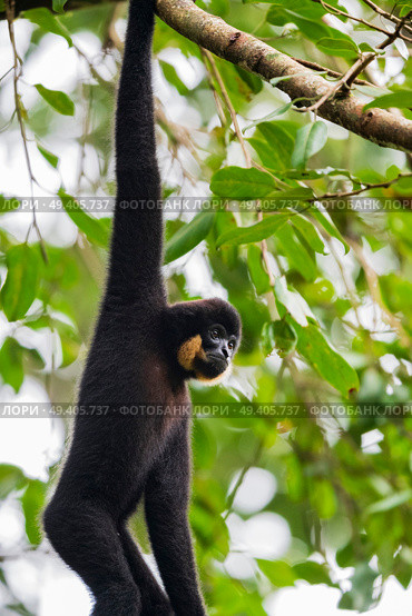 yellow cheeked crested gibbon. Стоковое фото, агентство Ingram Publishing / Фотобанк Лори