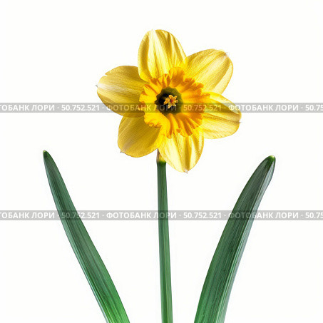 Yellow daffodil blooming with green leaves on white background. Стоковое AI-изображение, AI-художник Иван Рябоконь / Фотобанк Лори