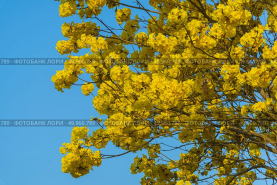 yellow flowers blossom in spring time on sky background. Стоковое фото, агентство Ingram Publishing / Фотобанк Лори