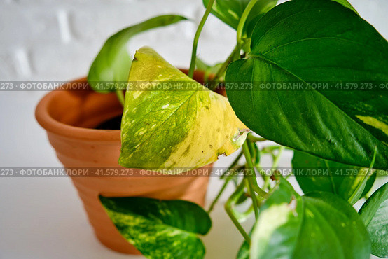 Yellow leaf epipremnum on a sick houseplant, white background. A drying house plant in a flower pot. Стоковое фото, фотограф Андрей Журавлев / Фотобанк Лори
