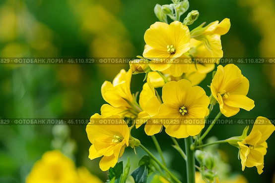 Yellow limnanthes douglasii flowers blooming in spring meadow. Стоковое AI-изображение, AI-художник Иван Рябоконь / Фотобанк Лори