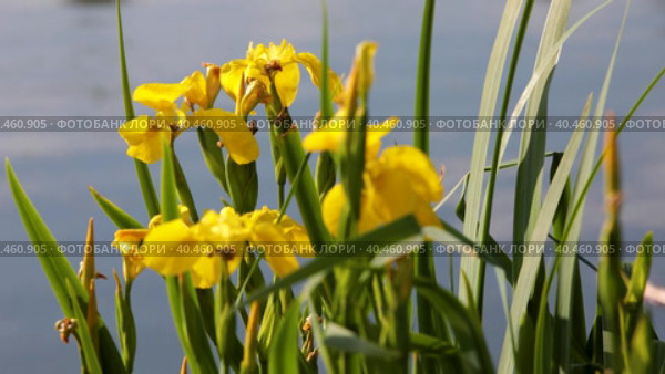 Yellow marsh iris sways in the wind by the pond. Close-up. Стоковое видео, видеограф Юрий Поздников / Фотобанк Лори