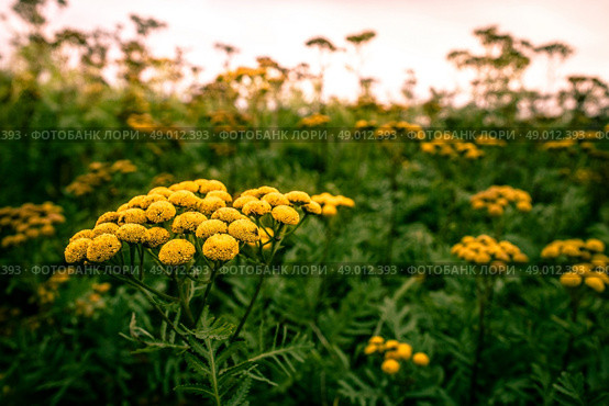 Yellow Tanacetum Vulgare flower on a field. Стоковое фото, агентство Ingram Publishing / Фотобанк Лори