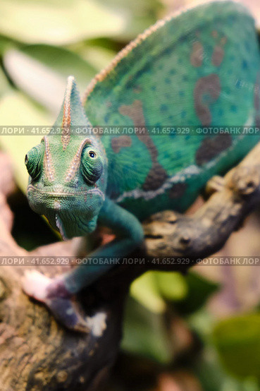 Yemeni chameleon, or helmet-bearing (Chamaeleo calyptratus) - a species of lizards from the chameleon family. One of the largest representatives of his family. Body length is 60 cm. Стоковое фото, фотограф Андрей Журавлев / Фотобанк Лори