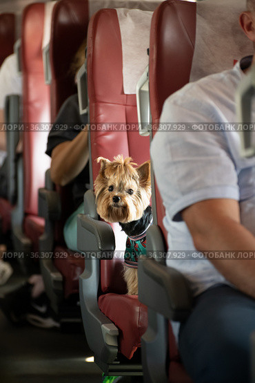 Yorkshire Terrier rides a train sitting on a seat. Стоковое фото, фотограф Володина Ольга / Фотобанк Лори