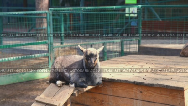 Young and adult goats playing, climbing, and munching on hay in a fenced enclosure with a wooden shelter at the zoo, soaking up the warmth of a sunny day. Стоковое видео, видеограф Ольга Ильина / Фотобанк Лори