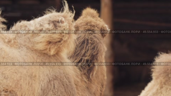 Young bactrian camel standing among adult camels in farm enclosure. Стоковое видео, видеограф Дмитрий Наумов / Фотобанк Лори