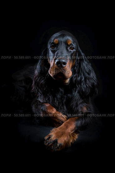 Young Gordon Setter portrait on black. Стоковое фото, агентство Ingram Publishing / Фотобанк Лори
