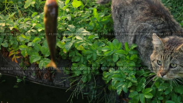 Young hungry cat looking at fresh fish hanging on fishing rod. Tasty and wholesome meal for pets. Carnivores. Funny tabby Cat Trying to Catch a Carp. Big Cat Watching the fish outdoors. Fishing. Стоковое видео, видеограф Марина Демидюк / Фотобанк Лори